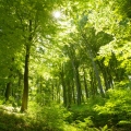 Buk Fagus 3
