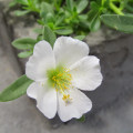 Laskavec Portulaca Grandiflora 3
