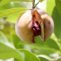 Muškátový oříšek Myristica fragrans 3