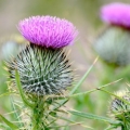 Bodlák Asteraceae 3