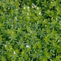 Svízel Galium Odoratum 3