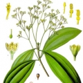 Skořicovník čínský  Cinnamomum cassia 3