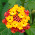 Libora Lantana Camara 3