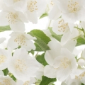 Pustoryl Philadelphus Coronarius 3