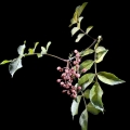 Japonský pepř Zanthoxylum Piperitum 3