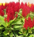 Nevadlec Celosia spicata 3