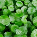 Pupečník asijský Centella Asiatica 3