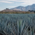 Agáve Agave tequilana 3