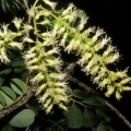 Cabreuva Myrocarpus fastigiatus 3