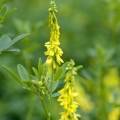Komonice Melilotus arvensis 3