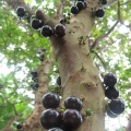 Jaboticaba Plinia cauliflora 3