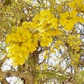 Kumbaru Geoffroea Decorticans 3