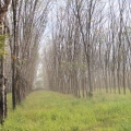 Kaučuk  3