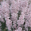 Dlužicha Heuchera 3