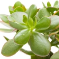 Květina Jade Crassula ovata 3