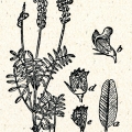 Vičenec Onobrychis 3