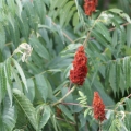 Škumpa Sumac 3