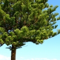 Blahočet Araucaria angustifolia 3