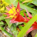 Bromélie Bromelia 3