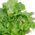Koriandr Coriandrum sativum 3