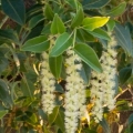 Strom belambra Phytolacca Dioica 3
