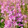 Vrbovka růžová Chamerion angustifolium 3