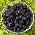 Ostružina Rubus 3