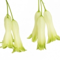 Kokořík Polygonatum Multiflorum 3
