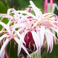 Křín skloněný Crinum augustum 3