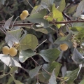 Styrax Styrax Officinalis 3