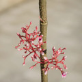 Květ karamboly Averrhoa Carambola 3