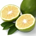 Květ bergamotu Citrus Bergamia 3