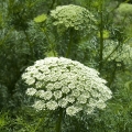 Morač Amni visnaga, toothpickweed, bisnaga 3
