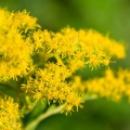 Zlatobýl Solidago 3