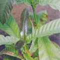 Yohimbe Yohimbine 3