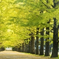 Ginkgo Ginkgo biloba 3
