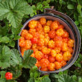 Moruška Rubus Chamaemorus 3