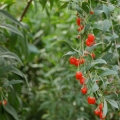 Goji bobule  3