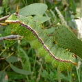 Mopan Colophospermum mopane 3