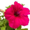 Petunie Petunia 3