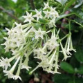 Noční kvetoucí jasmín Cestrum Nocturnum 3