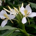 Bílá zázvorová lilie Hedychium coronarium 3