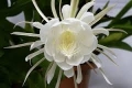 Epiphyllum oxypetalum Epiphyllum Oxipetalum  3