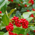 Květ cesmíny Ilex aquifolium 3