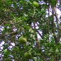 Grapefruit Citrus Aurantium 3