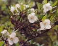 Kožené dřevo Eucryphia lucida 3