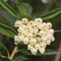 Medvědice Arbutus Menziesii 3