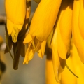 Kowhai  3