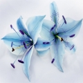 Modré lilie Agapanthus praecox, Nymphaea caerulea, Nymphaea violacea, Stypandra glauca, Thelionema caespitosum, Triteleia grandiflora 3