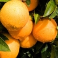 Hořký pomeranč Citrus bigaradia 3